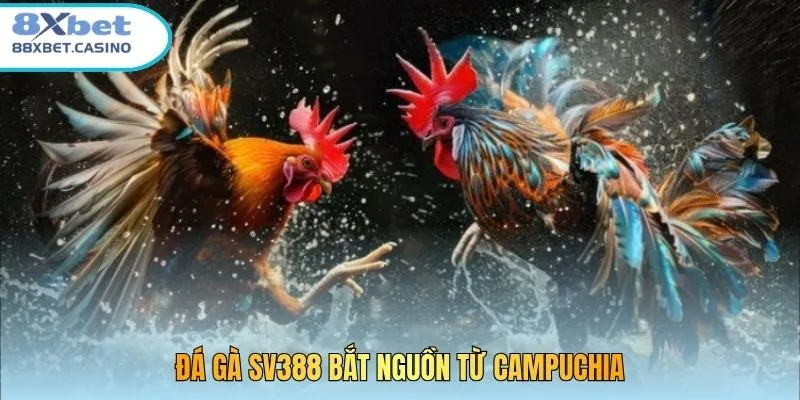 Đá gà SV388 bắt nguồn từ Campuchia