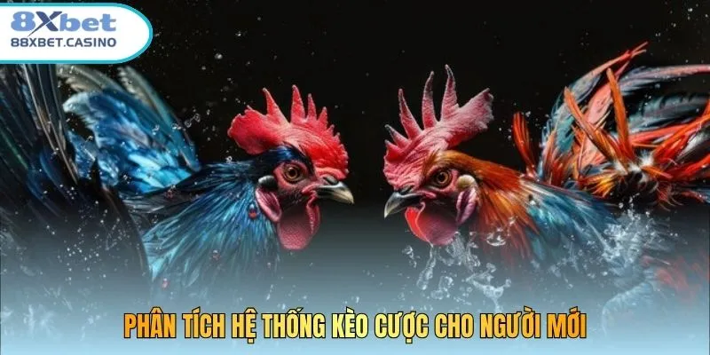 Phân tích hệ thống kèo cược cho người mới